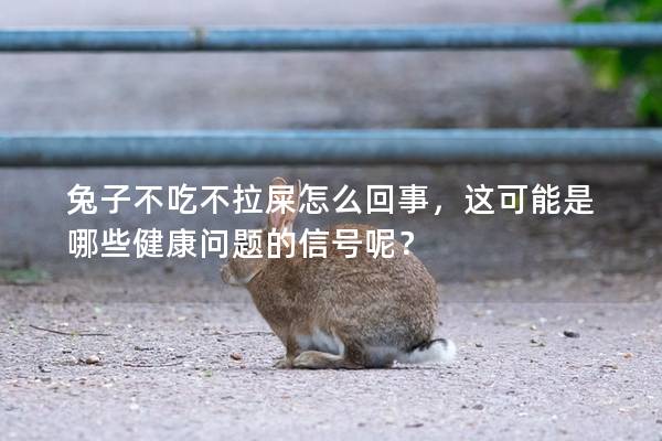 兔子不吃不拉屎怎么回事，这可能是哪些健康问题的信号呢？