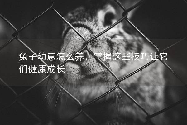 兔子幼崽怎么养，掌握这些技巧让它们健康成长