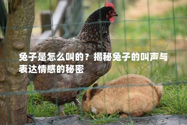 兔子是怎么叫的？揭秘兔子的叫声与表达情感的秘密