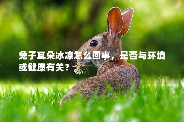 兔子耳朵冰凉怎么回事，是否与环境或健康有关？