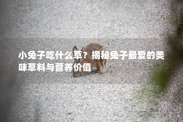 小兔子吃什么草？揭秘兔子最爱的美味草料与营养价值