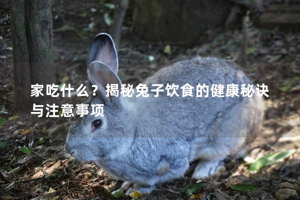 家吃什么？揭秘兔子饮食的健康秘诀与注意事项