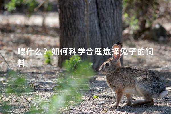 喂什么？如何科学合理选择兔子的饲料