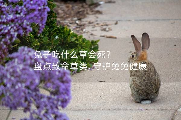 兔子吃什么草会死？ 盘点致命草类, 守护兔兔健康