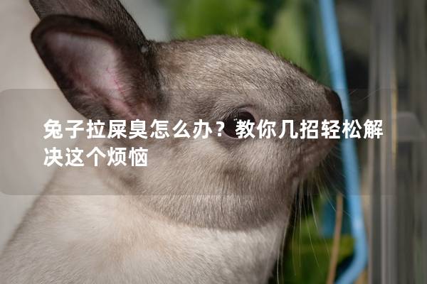 兔子拉屎臭怎么办？教你几招轻松解决这个烦恼