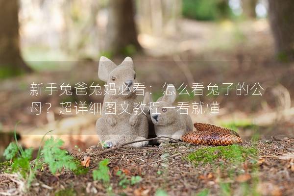 新手兔爸兔妈必看：怎么看兔子的公母？超详细图文教程一看就懂
