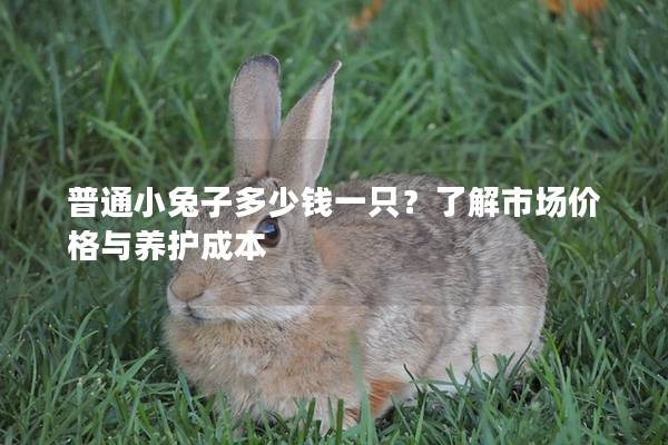普通小兔子多少钱一只？了解市场价格与养护成本