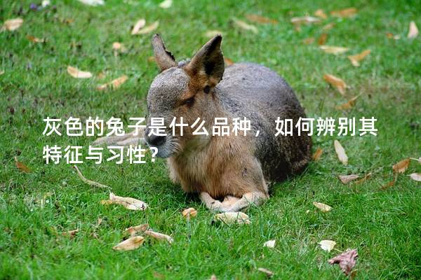灰色的兔子是什么品种，如何辨别其特征与习性？