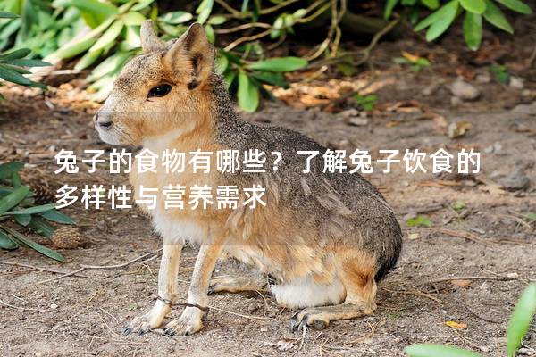 兔子的食物有哪些？了解兔子饮食的多样性与营养需求