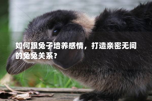 如何跟兔子培养感情，打造亲密无间的兔兔关系？