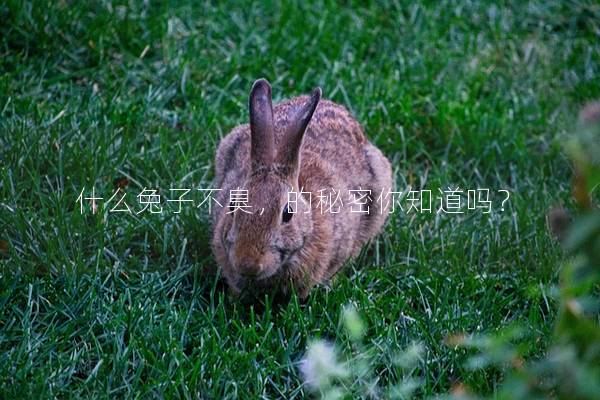 什么兔子不臭，的秘密你知道吗？