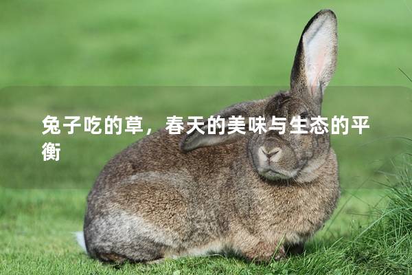 兔子吃的草，春天的美味与生态的平衡
