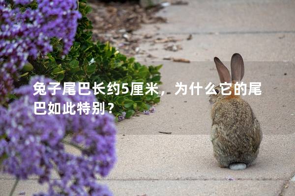 兔子尾巴长约5厘米，为什么它的尾巴如此特别？