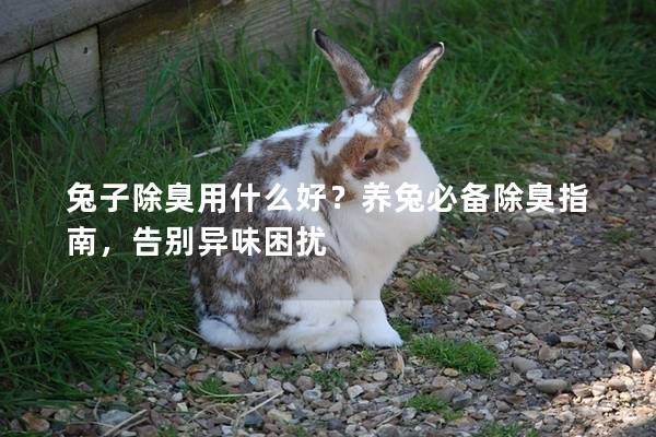 兔子除臭用什么好？养兔必备除臭指南，告别异味困扰
