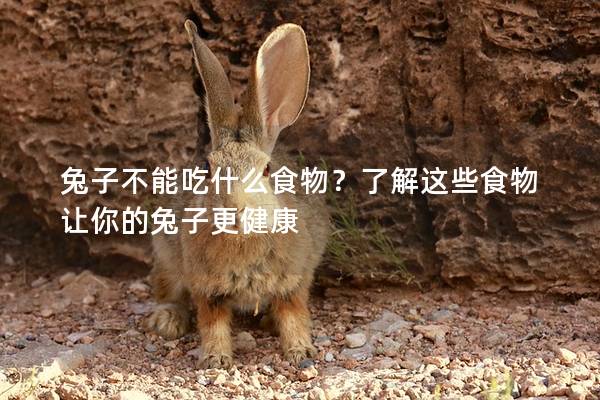 兔子不能吃什么食物？了解这些食物让你的兔子更健康
