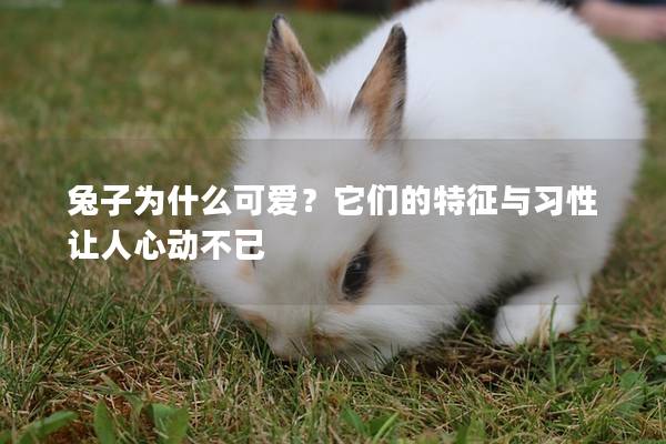 兔子为什么可爱？它们的特征与习性让人心动不已