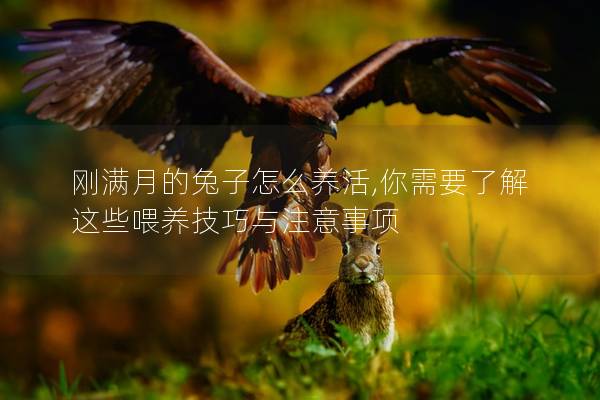 刚满月的兔子怎么养活,你需要了解这些喂养技巧与注意事项