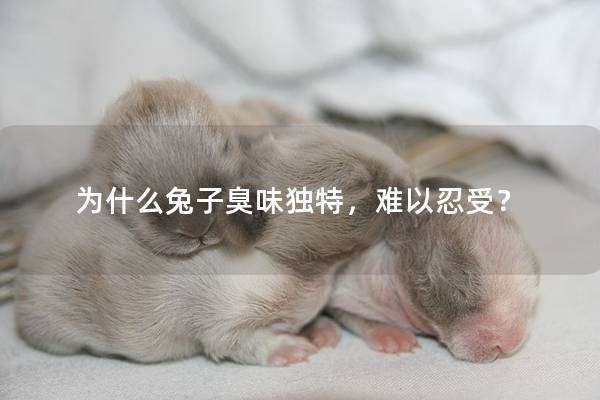 为什么兔子臭味独特，难以忍受？