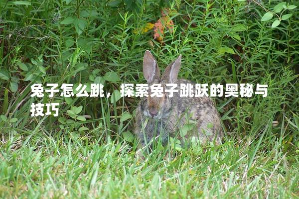 兔子怎么跳，探索兔子跳跃的奥秘与技巧
