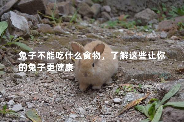 兔子不能吃什么食物，了解这些让你的兔子更健康