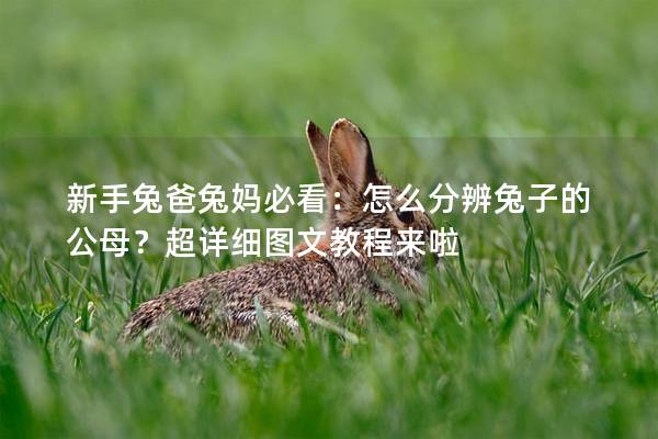 新手兔爸兔妈必看：怎么分辨兔子的公母？超详细图文教程来啦