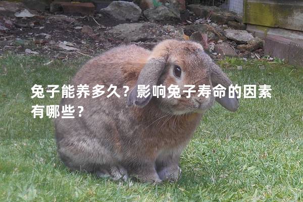 兔子能养多久？影响兔子寿命的因素有哪些？