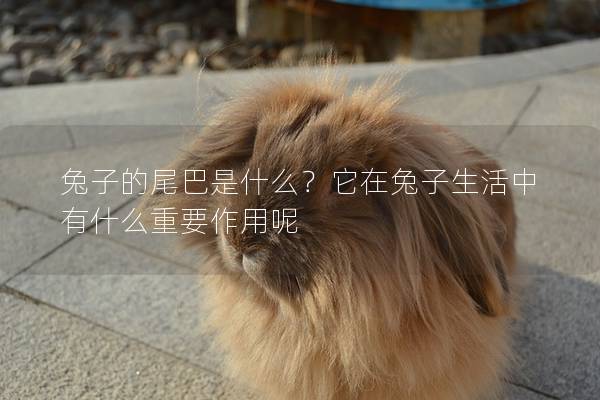 兔子的尾巴是什么？它在兔子生活中有什么重要作用呢