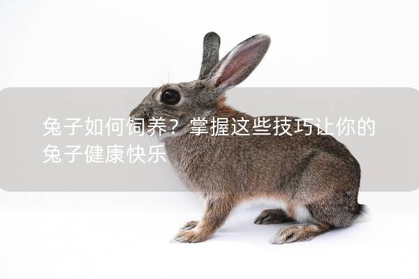 兔子如何饲养？掌握这些技巧让你的兔子健康快乐