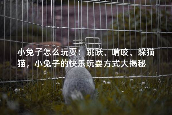 小兔子怎么玩耍：跳跃、啃咬、躲猫猫，小兔子的快乐玩耍方式大揭秘