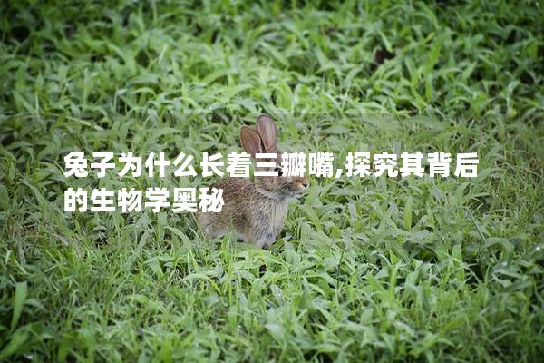 兔子为什么长着三瓣嘴,探究其背后的生物学奥秘