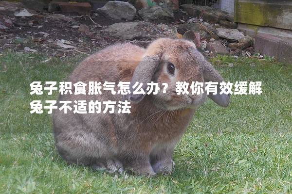 兔子积食胀气怎么办？教你有效缓解兔子不适的方法