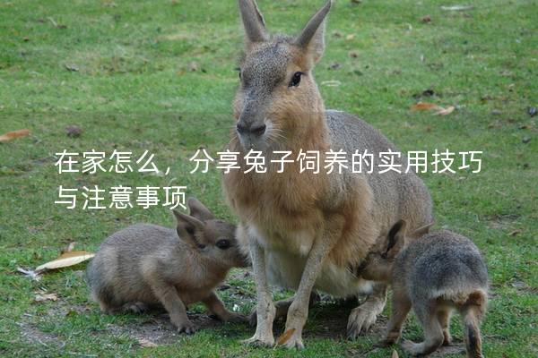 在家怎么，分享兔子饲养的实用技巧与注意事项