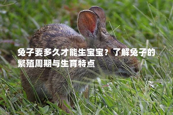 兔子要多久才能生宝宝？了解兔子的繁殖周期与生育特点