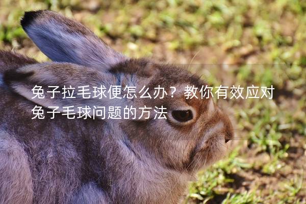 兔子拉毛球便怎么办？教你有效应对兔子毛球问题的方法