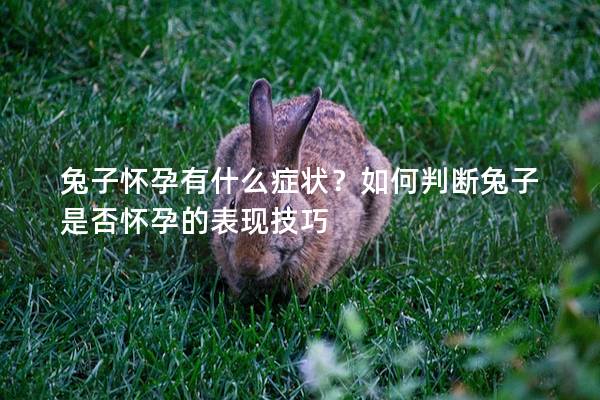 兔子怀孕有什么症状？如何判断兔子是否怀孕的表现技巧
