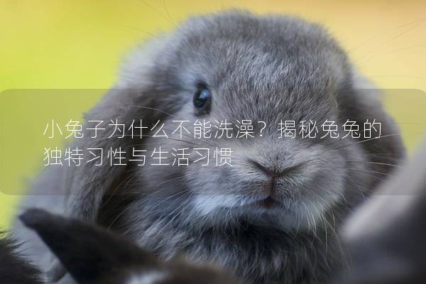 小兔子为什么不能洗澡？揭秘兔兔的独特习性与生活习惯