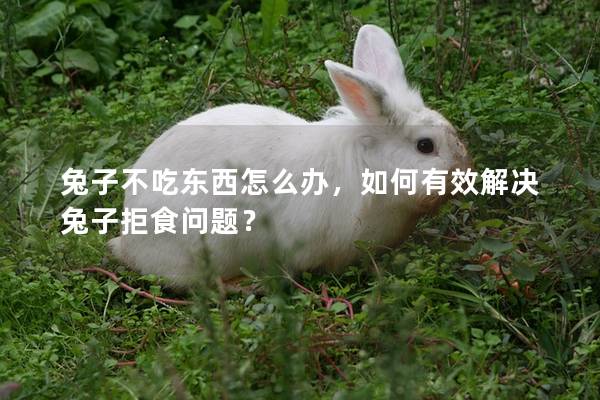 兔子不吃东西怎么办，如何有效解决兔子拒食问题？