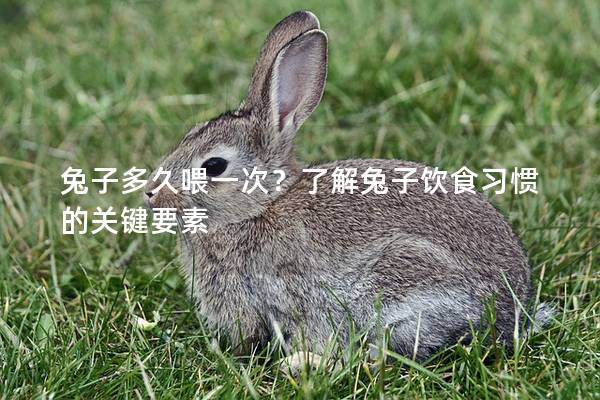 兔子多久喂一次？了解兔子饮食习惯的关键要素