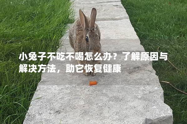 小兔子不吃不喝怎么办？了解原因与解决方法，助它恢复健康