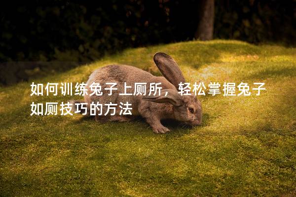 如何训练兔子上厕所，轻松掌握兔子如厕技巧的方法