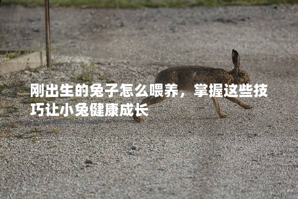 刚出生的兔子怎么喂养，掌握这些技巧让小兔健康成长