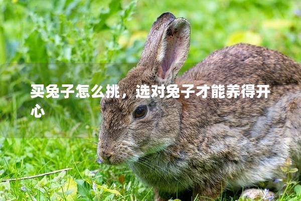 买兔子怎么挑，选对兔子才能养得开心