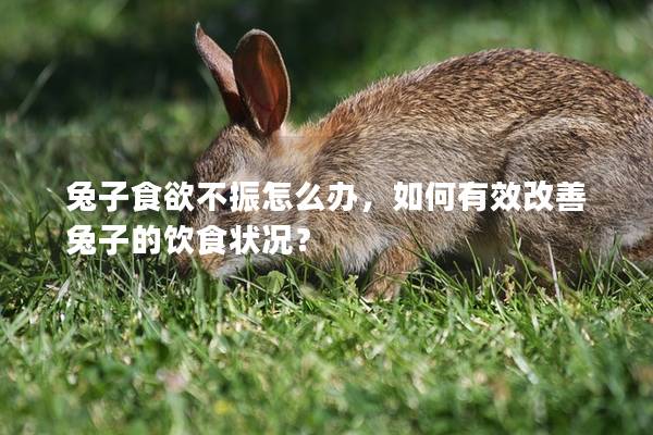兔子食欲不振怎么办，如何有效改善兔子的饮食状况？