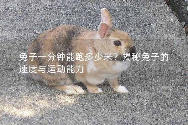 兔子一分钟能跑多少米？揭秘兔子的速度与运动能力