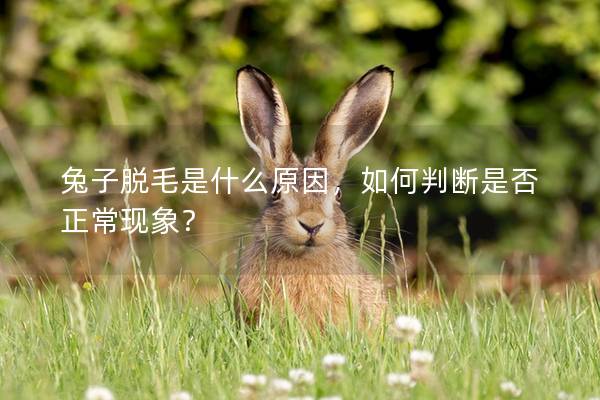 兔子脱毛是什么原因，如何判断是否正常现象？