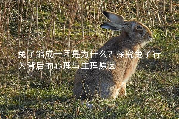 兔子缩成一团是为什么？探究兔子行为背后的心理与生理原因