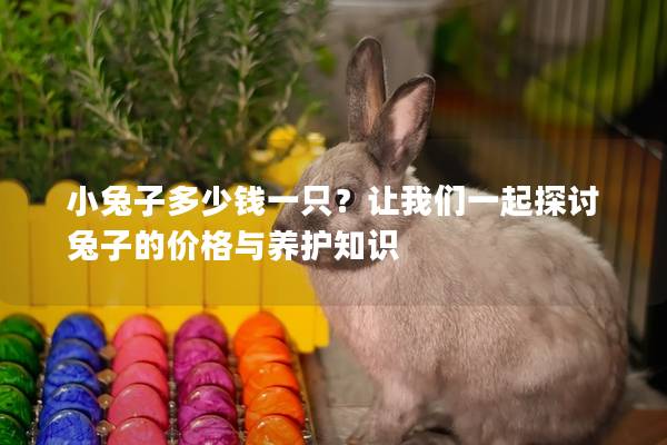 小兔子多少钱一只？让我们一起探讨兔子的价格与养护知识