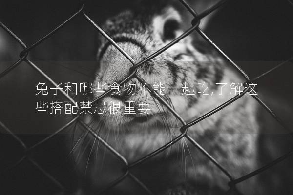 兔子和哪些食物不能一起吃,了解这些搭配禁忌很重要