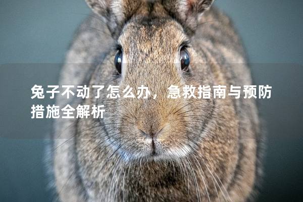 兔子不动了怎么办，急救指南与预防措施全解析