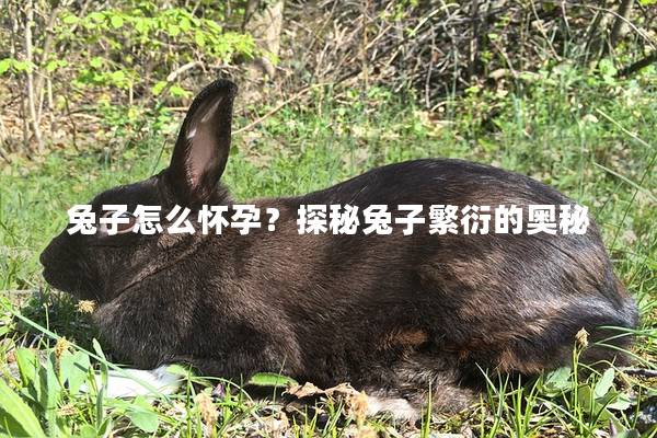 兔子怎么怀孕？探秘兔子繁衍的奥秘